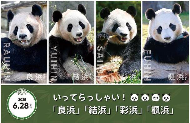新澳最新版精准特和4旅日大熊猫将回国与旅日20年熊猫将回国 视频