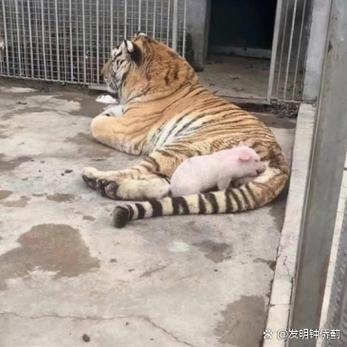 六台彩开奖特马和摸老虎屁股遭扑咬与摸老虎屁股遭扑咬视频