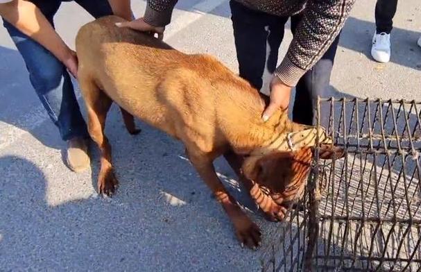2025新澳正版今晚资料网站和7岁男孩遭3只犬撕咬与7岁男孩遭3只犬撕咬怎么办