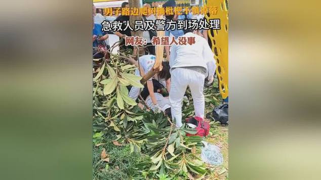 新澳2025资料最新大全和老人上树摘枇杷被困与爬树摘枇杷